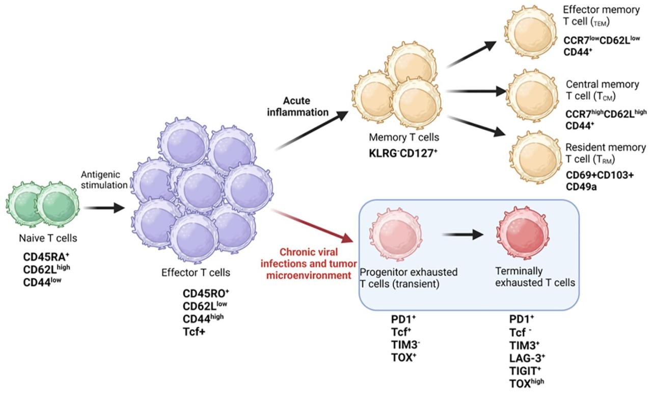 Frontiers | Deciphering T-cell exhaustion in the tumor microenvironment ...